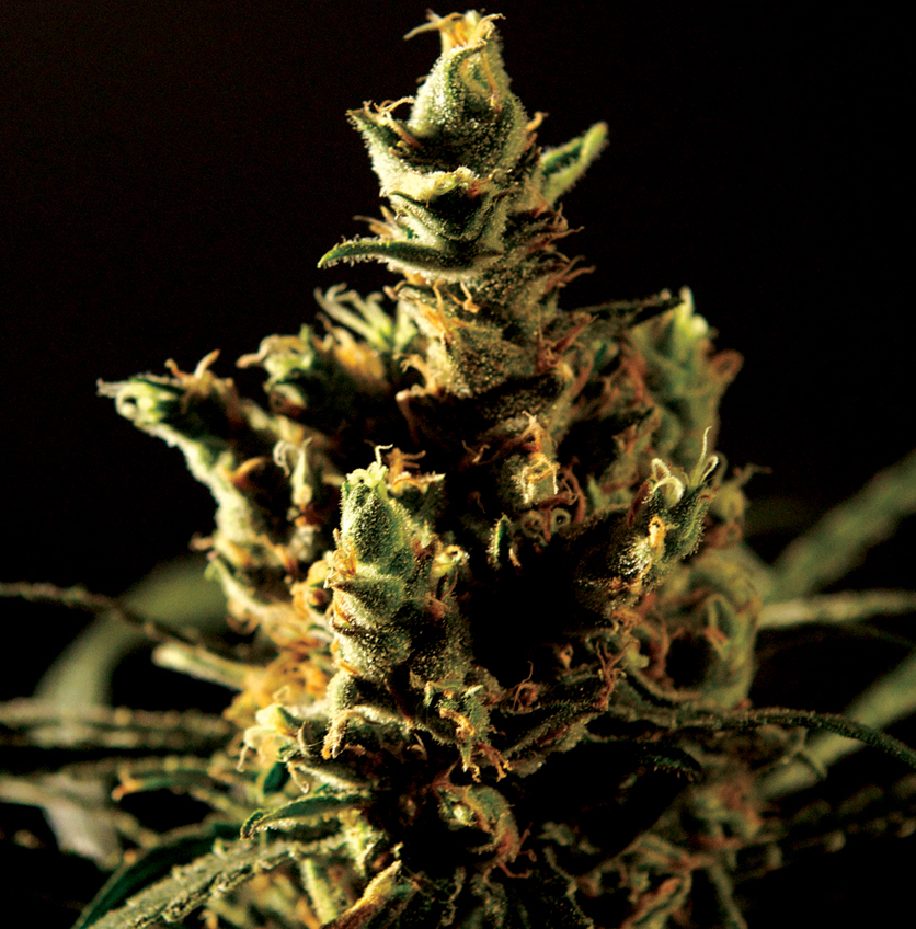 The Bulldog Seeds - The Bulldog Haze (fem.)