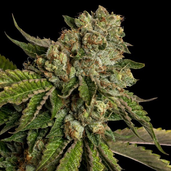 Reserva privada (DNA Genetics Seeds) - Kosher Kush (reg.)