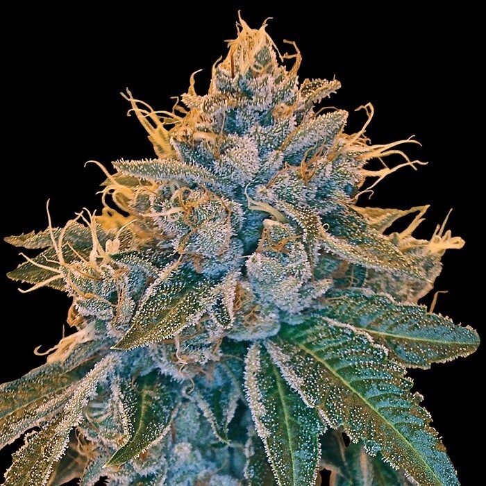 Reserva privada (DNA Genetics Seeds) - Kosher Kush (reg.)