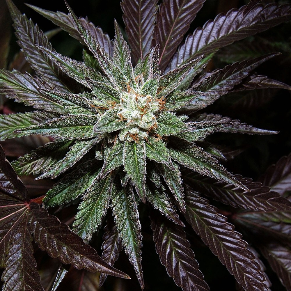 DNA Genetics - L.A. Confidential (fem.)