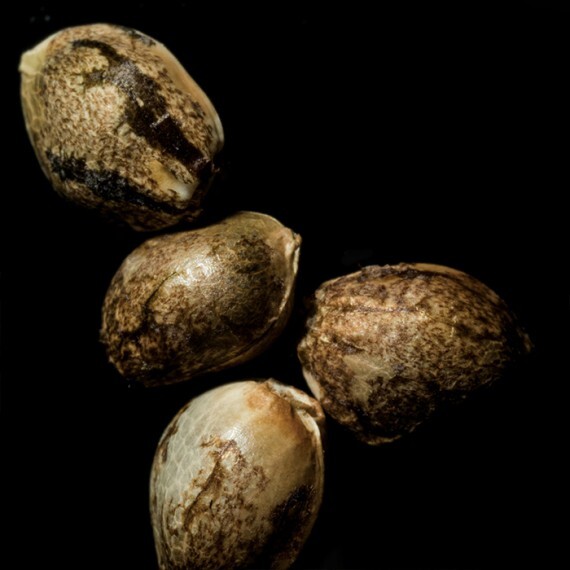 Reserva privada (DNA Genetics Seeds) - Kosher Kush (fem.)