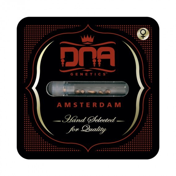 DNA Genetics - L.A. Confidential (fem.)