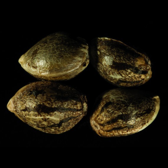 DNA Genetics - L.A. Chocolat (fem.)