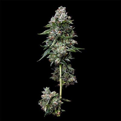 Reserva privada (DNA Genetics Seeds) - Kosher Kush (reg.) 04024