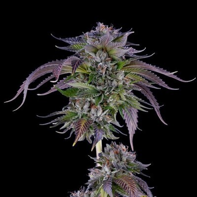 DNA Genetics - L.A. Confidential (fem.) 05033
