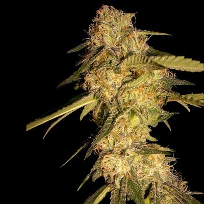 DNA Genetics - ReCon (fem.) 05041