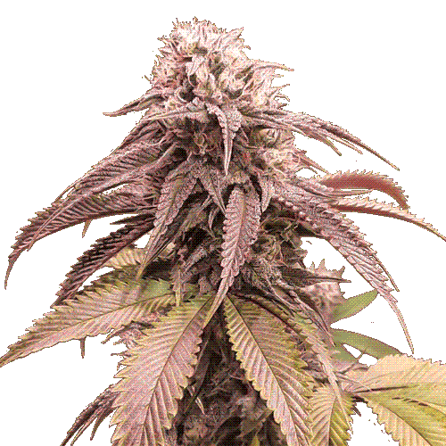 Super Sativa Seed Club - Strawberry Cookies (fem.)