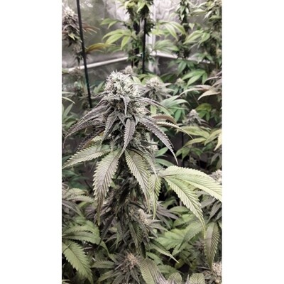 Super Sativa Seed Club - Strawberry Cookies (fem.) 08072