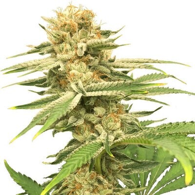 Super Sativa Seed Club - Friesland (reg.) 08075