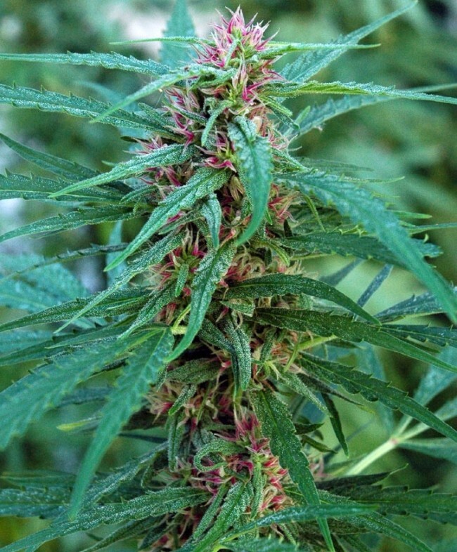 Ace Seeds - Panama (reg.)