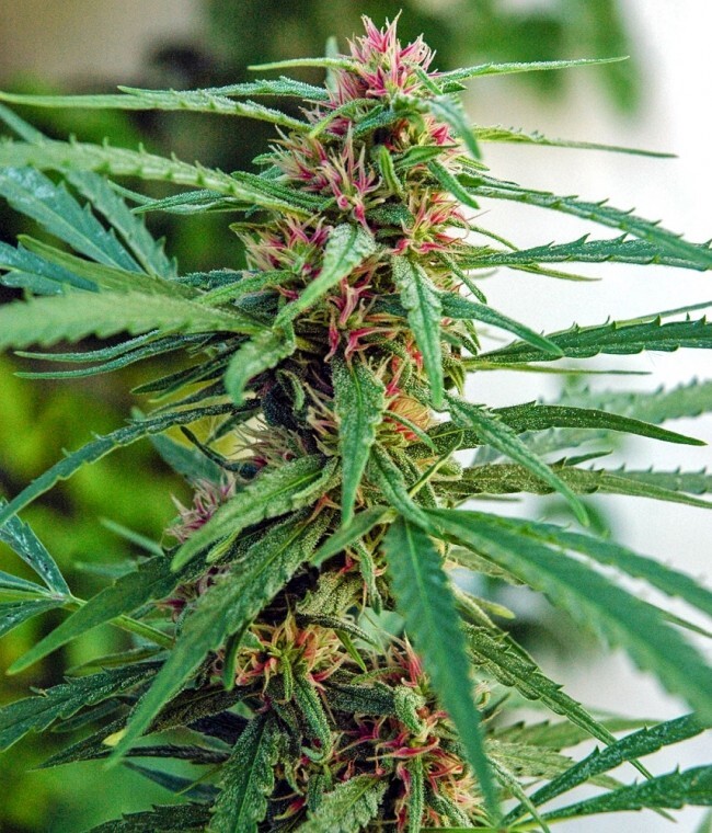 Ace Seeds - Panama (fem.)