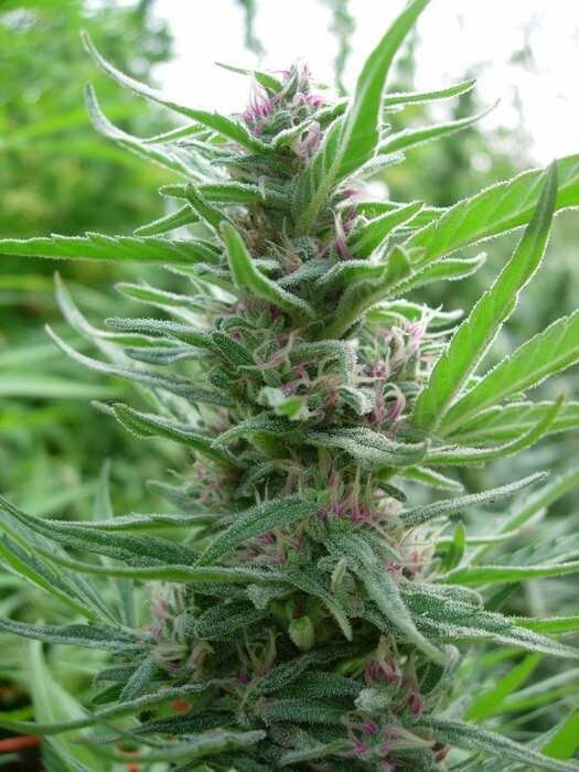 Ace Seeds - Panama (fem.)