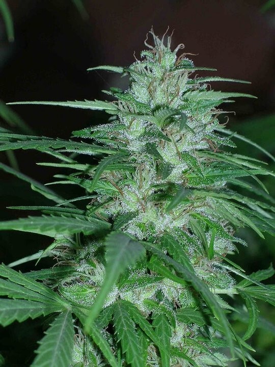 Ace Seeds - Panama (fem.)