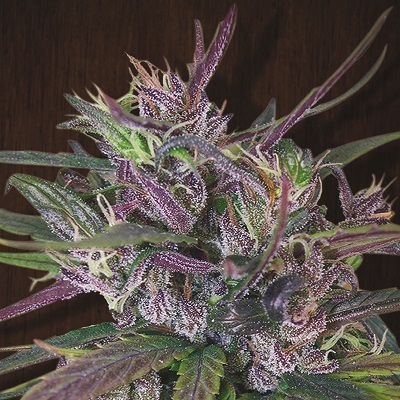 Ace Seeds - Oldtimers Haze (reg.)