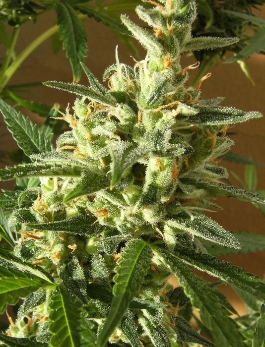 Ace Seeds - Panama (fem.)