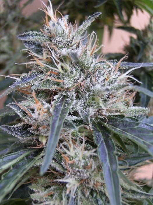 Ace Seeds - Panama (fem.)