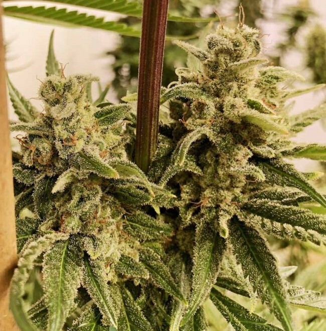 Ace Seeds - Panama (fem.)