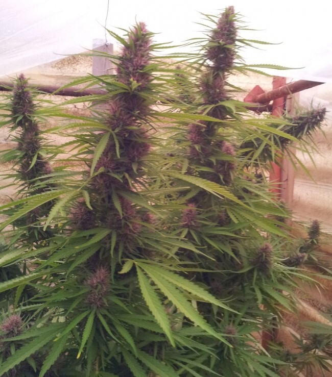 Ace Seeds - Panama (fem.)