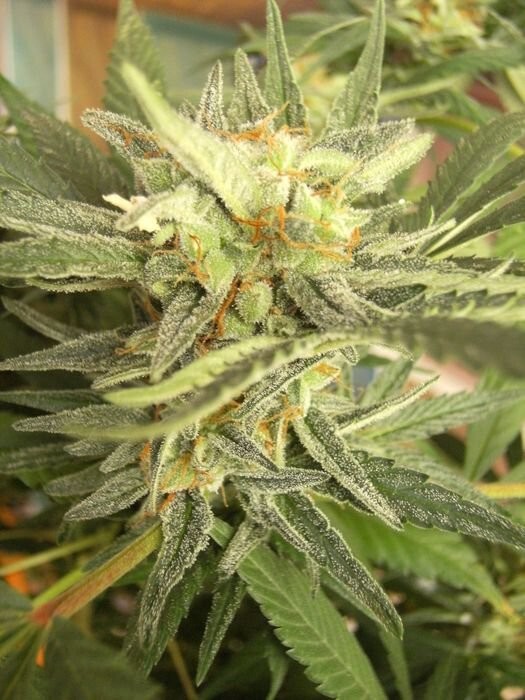 Ace Seeds - Panama (fem.)