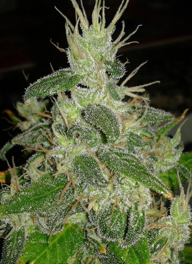 Ace Seeds - Panama (fem.)