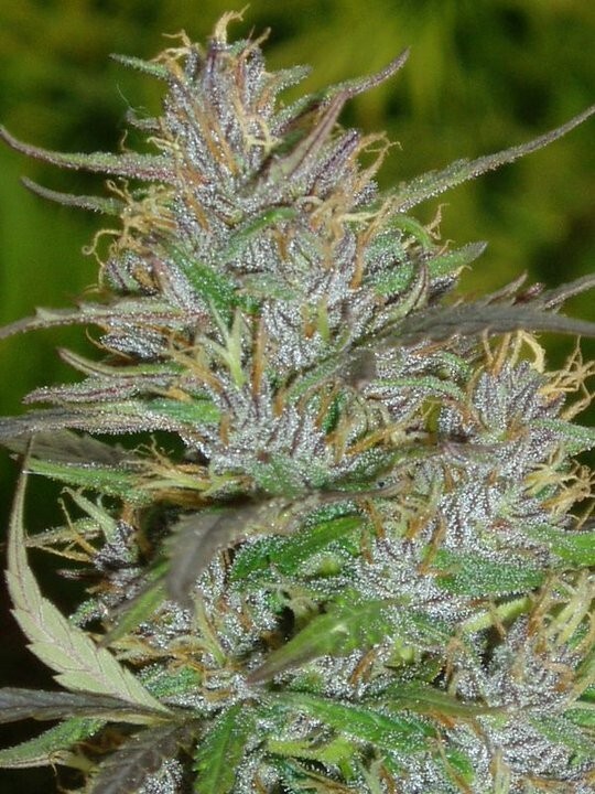 Ace Seeds - Panama (fem.)