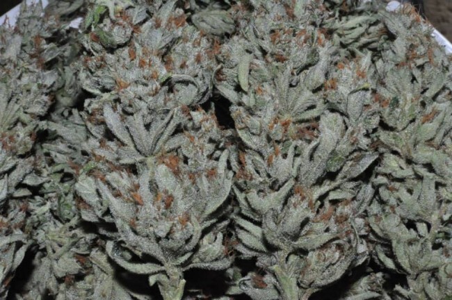 Ace Seeds - Panama (fem.)