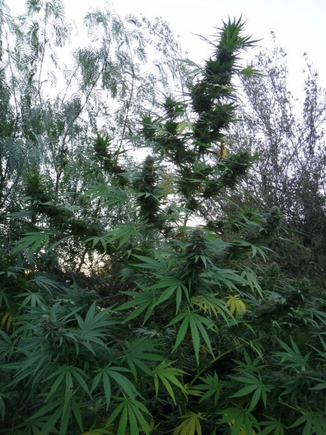 Ace Seeds - Panama (fem.)