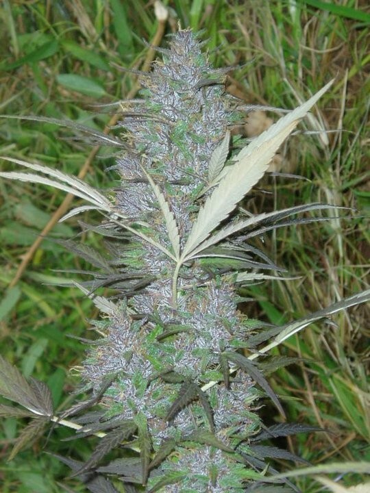 Ace Seeds - Panama (fem.)