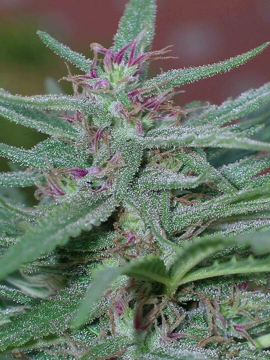 Ace Seeds - Panama (fem.)