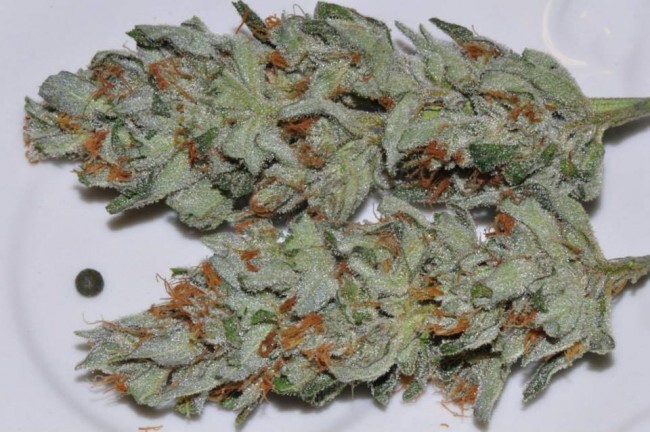 Ace Seeds - Panama (fem.)