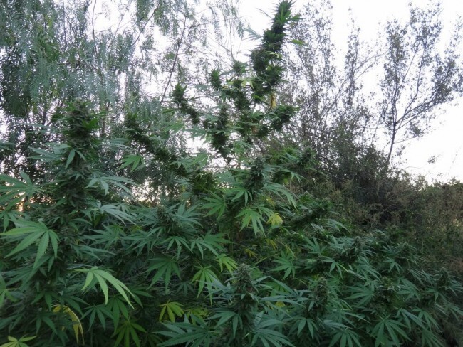 Ace Seeds - Panama (fem.)