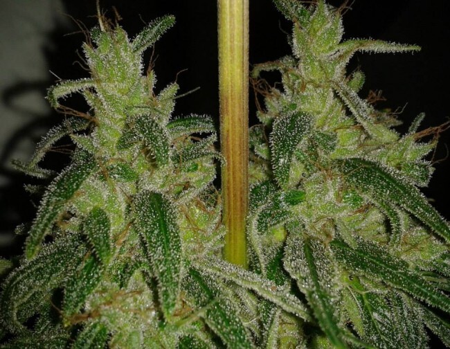 Ace Seeds - Panama (fem.)