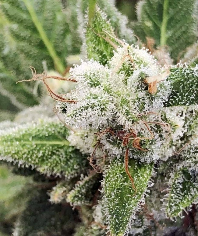 Ace Seeds - Panama (fem.)