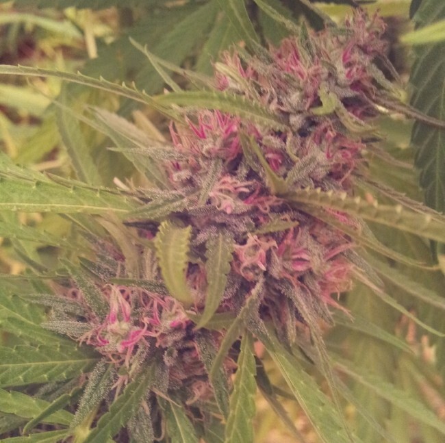 Ace Seeds - Panama (fem.)