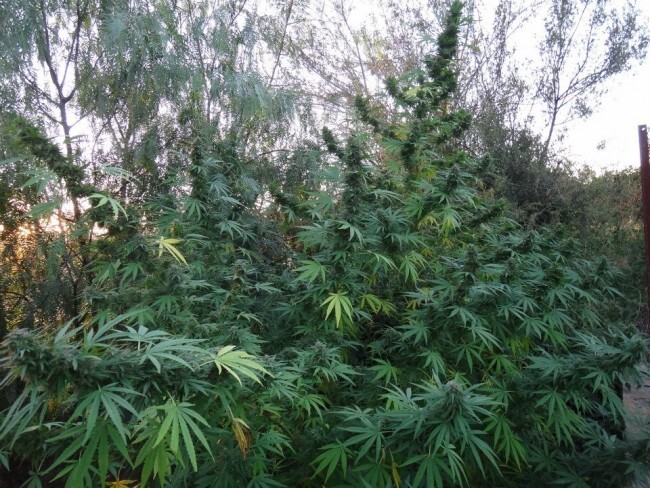 Ace Seeds - Panama (fem.)