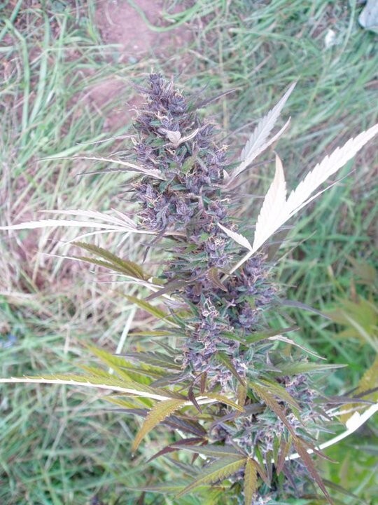 Ace Seeds - Panama (fem.)