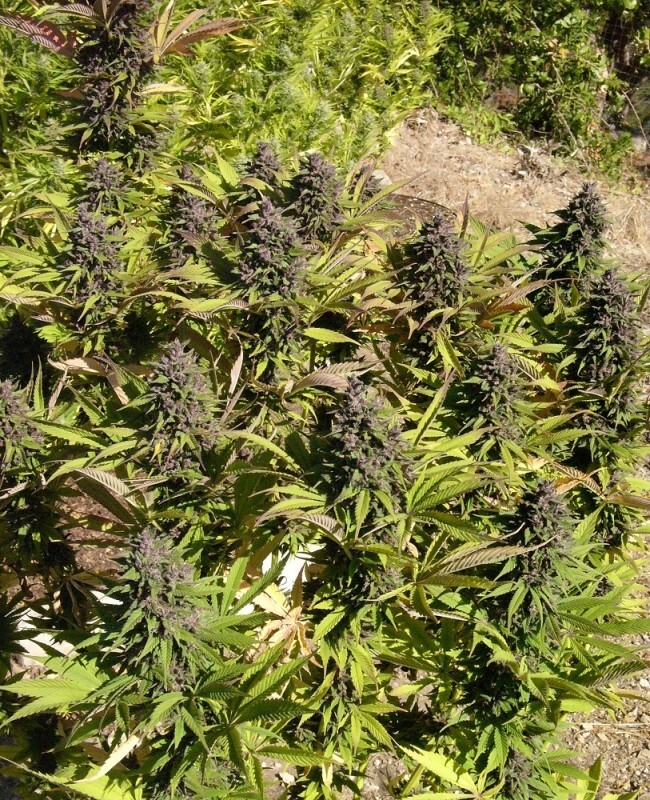 Ace Seeds - Congo (fem.)