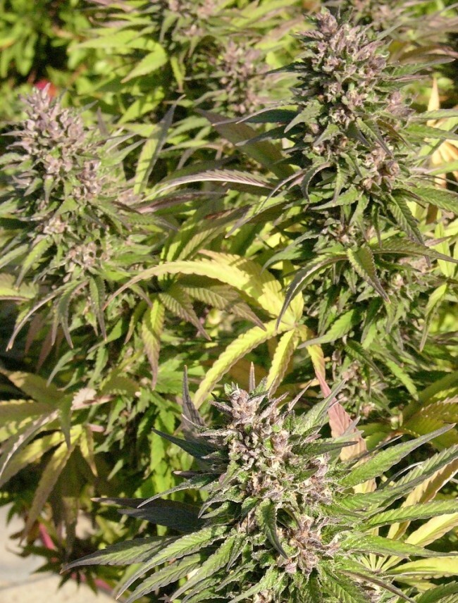 Ace Seeds - Congo (fem.)