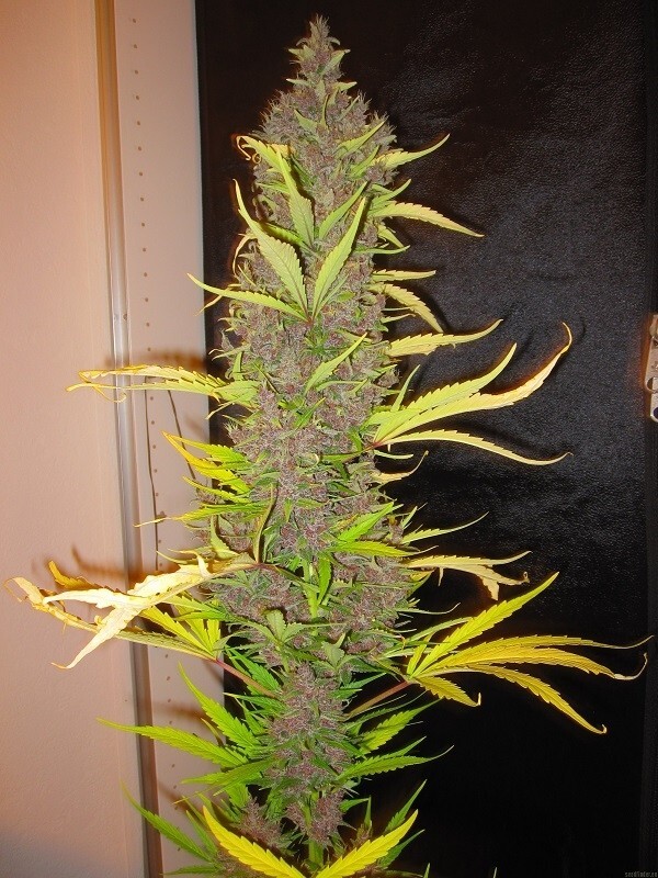 Ace Seeds - Congo (fem.)
