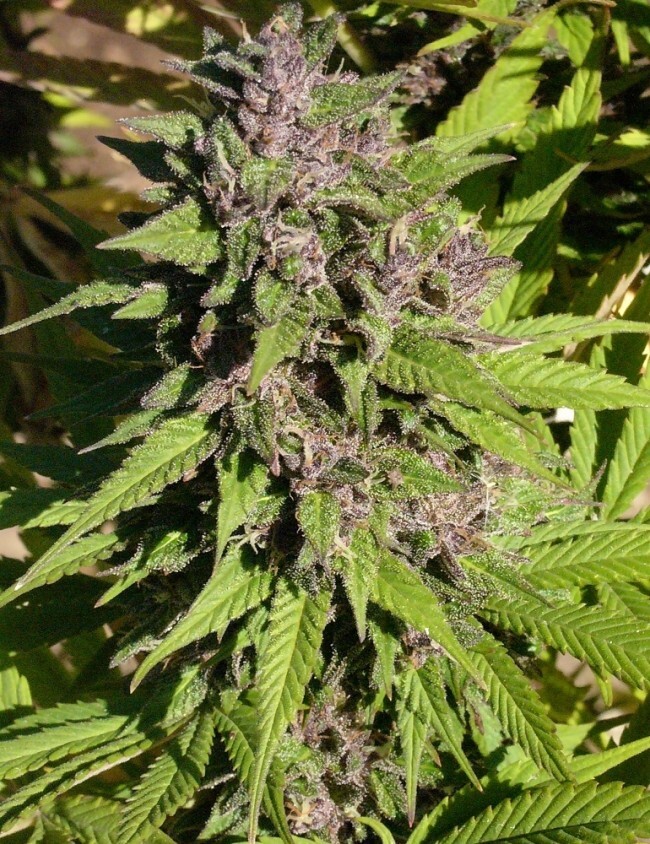Ace Seeds - Congo (fem.)