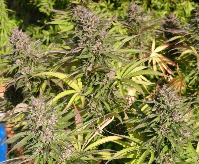 Ace Seeds - Congo (fem.)