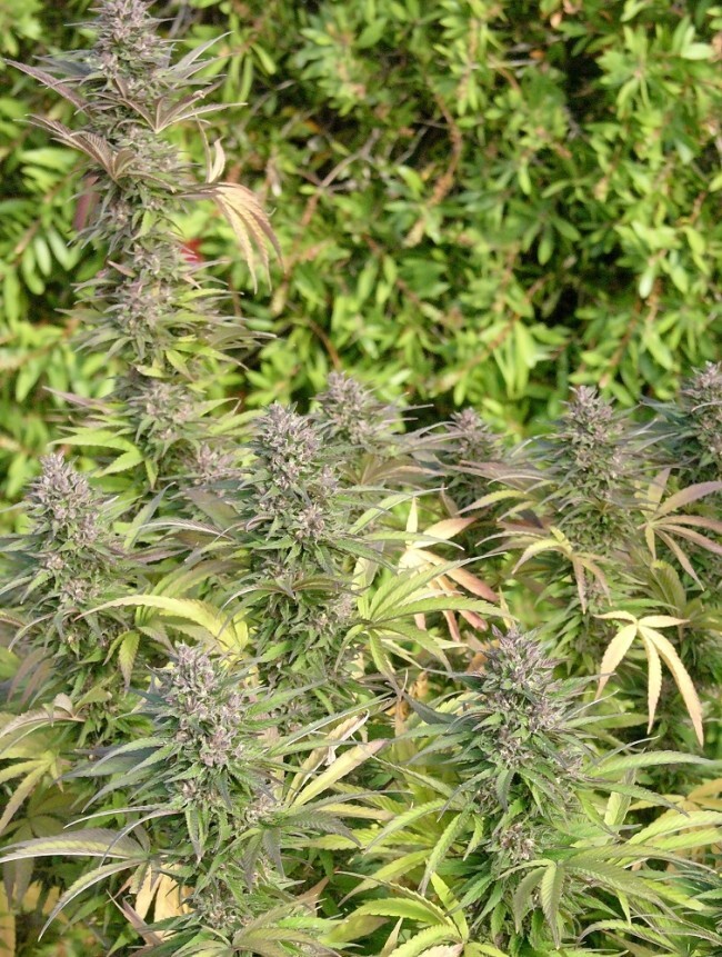 Ace Seeds - Congo (fem.)