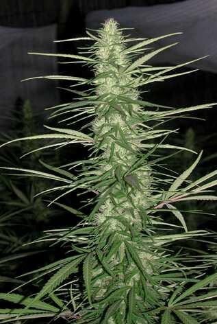 Ace Seeds - Congo (fem.)