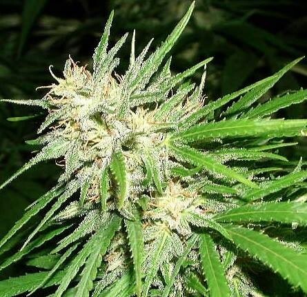Ace Seeds - Congo (fem.)