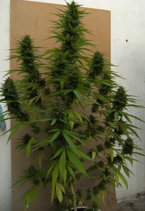 Ace Seeds - Congo (fem.)