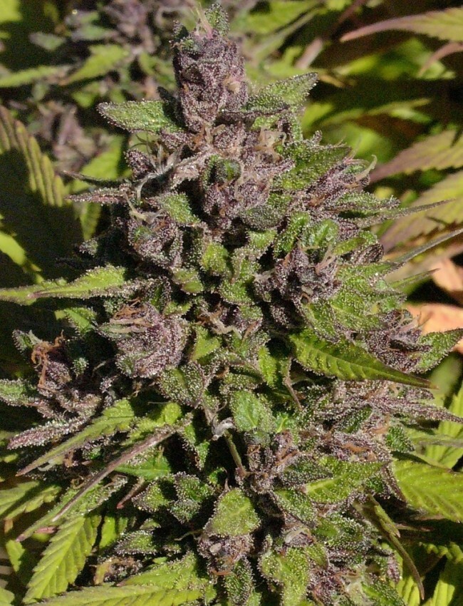 Ace Seeds - Congo (fem.)
