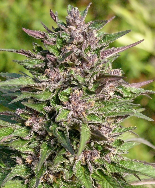 Ace Seeds - Congo (fem.)