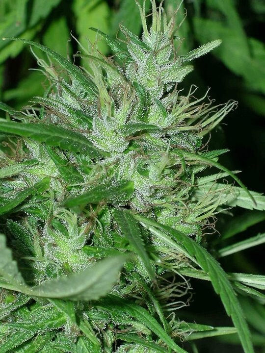 Ace Seeds - Congo (fem.)