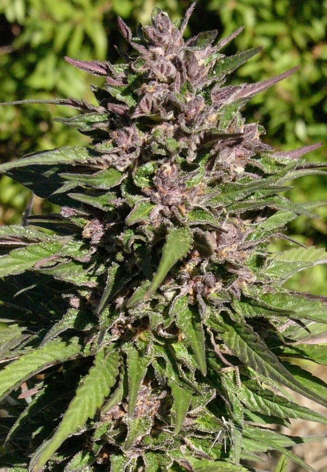 Ace Seeds - Congo (fem.)