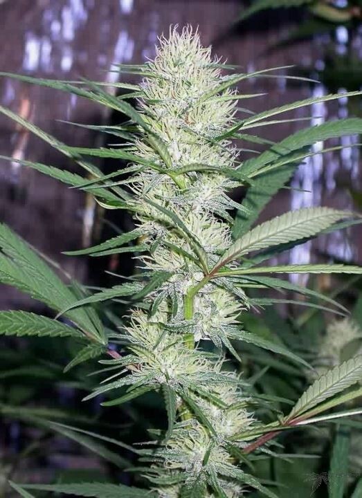 Ace Seeds - Congo (fem.)